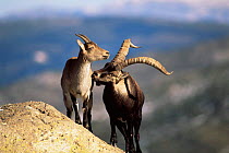 Male Spanish ibex {Capra pyrenaica} courting female ibex on mountain side, Spain.