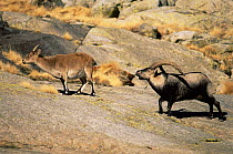 Male Spanish ibex {Capra pyrenaica} courting female ibex on mountain side. Spain.