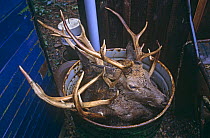 Three heads of dead Red deer stags (Cervus elaphus) shot by game keeper,  Scotland