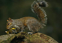 Grey squirrel {Sciurus carolinensis} with dead Greenfinch prey, UK.