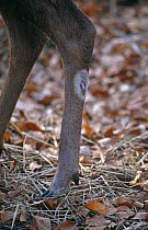 Detail of the scent gland on hind leg of a Sika deer (Cervus nippon) UK
