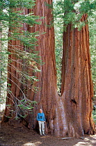 Man standing next to Giant sequoia tree {Sequoiadendron giganteum} Sequoia National Park, USA