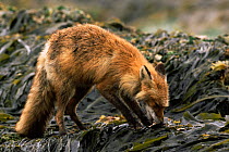 North American Red fox {Vulpes vulpes} eating Chitons on the seashore, Aleutian Islands, Alaska
