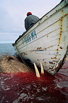 Dead Walrus {Odobenus rosmarus} killed by Yupik Eskimos. Russia.