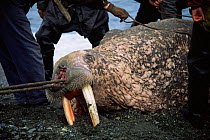 Hunted Walrus {Odobenus rosmarus} being dragged ashore by Yupik Eskimos, Russia.