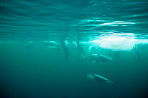 Harp seals {Phoca groenlandicus} males underwater, Gulf of Saint Lawrence, Canada