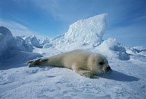 Harp seal pup {Phoca groenlandicus}Canada.