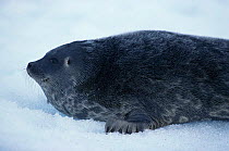 Portrait of Ringed seal {Phoca hispida} Lancaster Sound, Canada