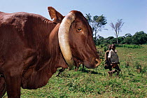 Unusual horn formation in a Tutsi cow {Bos taurus}  Virunga National Park, Zaire,  Africa