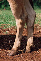 Hind legs of a Jersey cow {Bos taurus}Thoroughbred for breeding purposes. UK.