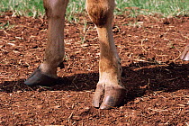 Hind legs of a Jersey cow {Bos taurus}. Thoroughbred for breeding purposes. UK.