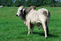Brahman bull {Bos taurus}