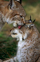 Siberian lynx {Lynx lynx wrangeli} pair grooming, captive