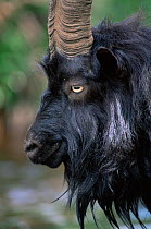 Portrait of a male Wild goat {Capra aegagrus} Scotland, UK.