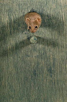 Captive Weasel {Mustela nivalis} head emerging from bird nest box, UK.