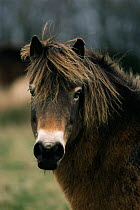 Exmoor pony {Equus caballus} portrait in Somerset, UK.