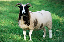 Jacob sheep {Ovis aries} ewe standing in a field, UK.
