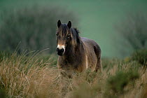 Exmoor pony {Equus caballus} Somerset, UK.