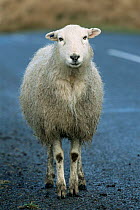 Welsh Mountain ewe {Ovis aries} standing on the road in Welsh mountains, UK.