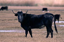 Spanish Fighting bull {Bos taurus}  Spain.