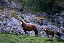 Horse mare and foal {Equus caballus} on rocky mountain side,  Picos de Europa, Spain