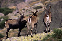 Three Spanish ibex {Capra pyrenaica} males standing on mountain side in Avila, Spain.