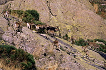 Herd of Spanish ibex {Capra pyrenaica} on a mountain side in Avila, Spain.