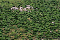 Landscape / habitat of the Spanish ibex in Avila province , Spain - Yellow broom {Cytisus praecox}