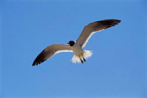 Laughing gull {Leucophaeus atricilla} in flight, USA.