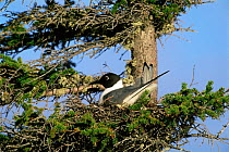 Bonapartes gull {Chroicocephalus philadelphia} sitting in nest in a conifer tree, USA.