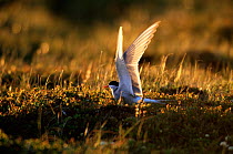 Arctic tern {Sterna paradisaea} stretching wings, USA.