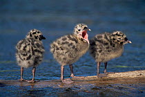 Three Common / Mew gull {Larus canus} chicks standing in water, USA.