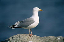 Herring gull {Larus argentatus} portrait on a rock, USA.