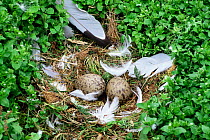 Herring gull {Larus argentatus} eggs in nest, Newfoundland, Canada.