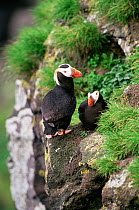 Tufted puffin {Lunda cirrhata} pair perched on cliff edge, Alaska. Saint Paul Island
