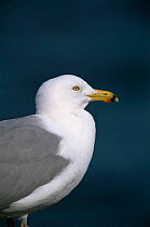Herring gull {Larus argentatus} profile portrait, USA.
