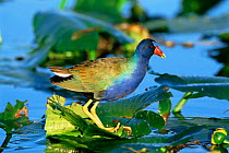 Purple gallinule {Porphyrio martinicus} on a water lily in Florida, USA Everglades National Park, Florida