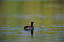 American coot {Fulica americana} on water surface Florida, USA.
