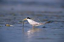 Least tern {Sternula antillarum} standing in water with a fish in bill, USA.