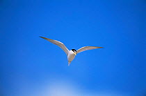 Least tern {Sternula antillarum} in flight, Long Island, USA.