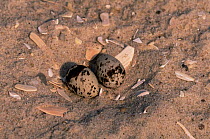 Least tern {Sternula antillarum} eggs in nest, Long Island, USA.