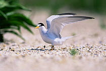 Least tern {Sternula antillarum} stretching wings on the beach, Long Island, USA.