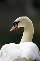Mute swan {Cynus olor} portrait, UK.