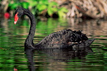 Captive Black swan {Cynus atratus} portrait, Australia.