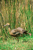Plumed whistling duck {Dendocygna eytoni} stretching leg, Australia.