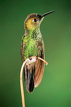 Violet fronted brilliant hummingbird {Heliodoxa leadbeateri} perching, Peru. Manu
