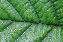 Close-up of Common alder leaf {Alnus glutinosa}, Scotland, UK.