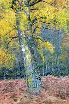 Birch tree {Betula sp.} in autumn swaying in the breeze, Scotland, UK.
