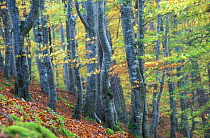 Abstract of autumnal Beech {Nothofagus sp.} woodland, Scotland, UK. Double exposure.