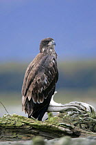 Bald Eagle {Haliaeetus leucocephalus} juvenile perched on driftwood, Katmai NP, Alaska.